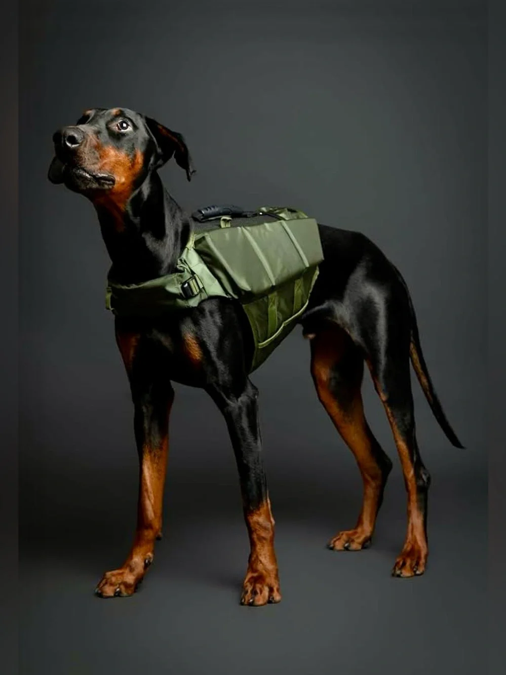 NOAH & PAW Dog Life Jacket, Human Standards Lifejacket Design, Dog Life Vest for